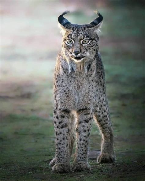 Lynx Issiodorensis Or Issoire Lynx Updated Game Suggestions Ark