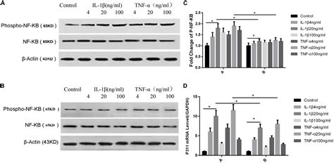 Frontiers Effects of IL 1β and TNF α on the Expression of P311 in