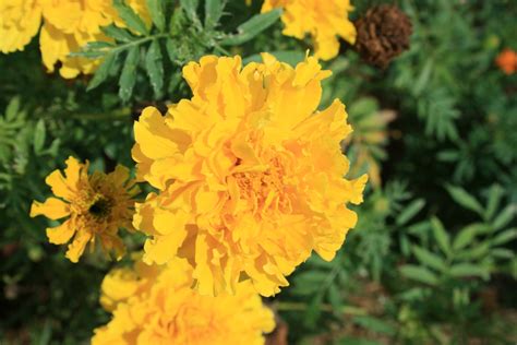 Bright Yellow Marigolds Free Stock Photo Public Domain Pictures