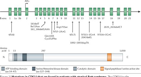 Molecular Genetics Of Rett Syndrome When Dna Methylation Goes