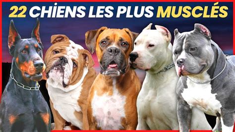 Les 22 races de chiens les plus musclées liste des chiens les plus