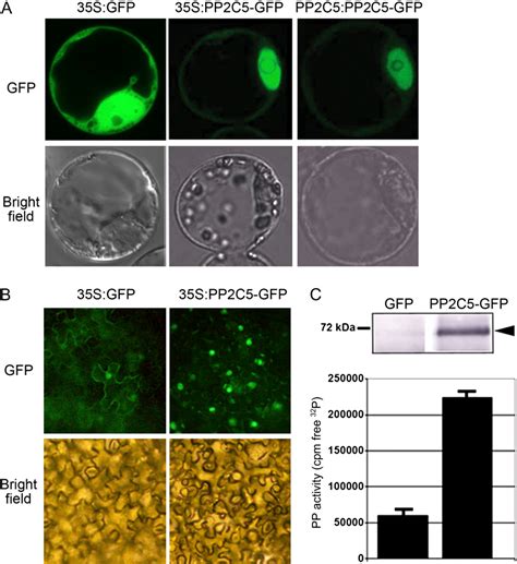 Figure From The Arabidopsis Mitogen Activated Protein Kinase