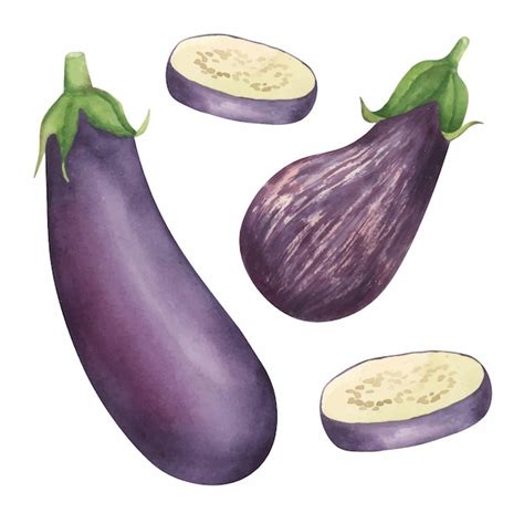 Premium Vector Eggplant Watercolor Illustration Food Hand Drawn