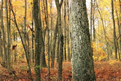 Restoring Old Growth Characteristics Webinar Berkshire Environmental Action Team