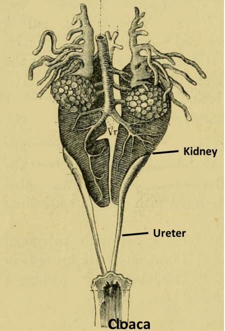 Excretion In Amphibians Process Organs And Products Video And Lesson