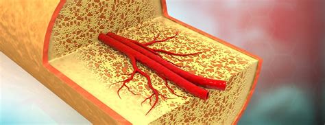 anatomy   bone johns hopkins medicine