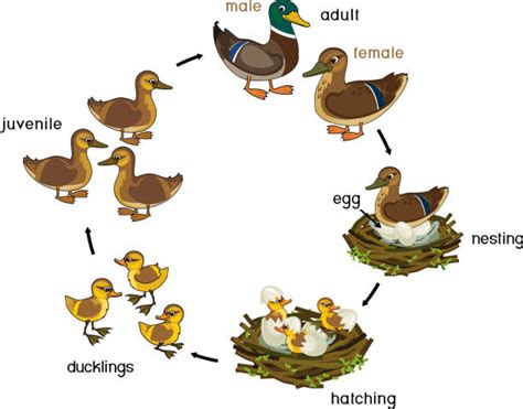 Mallard Duck Ducklings