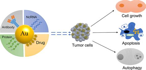 Frontiers The Applications Of Gold Nanoparticles In The Diagnosis And Treatment Of