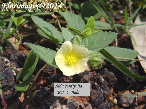 Sida Cordifolia Images Useful Tropical Plants