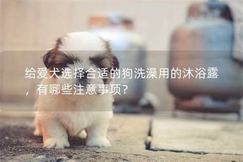 狗狗多大能洗澡？教你正确的洗澡时间和频率 宠智灵