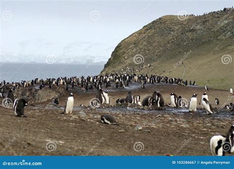 Penguin Colony in Antarctica Stock Image - Image of south, frigid ...