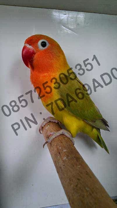 Jual Burung Lovebird Kepala Emas Golden Fischeri JUAL BELI LOVEBIRD