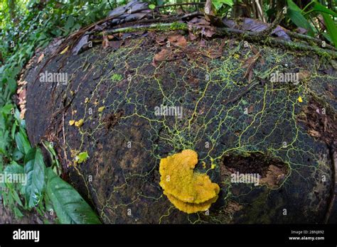 Slime Mould Physarum Sp Plasmodium Growing Across Rotting Wood Hi Res