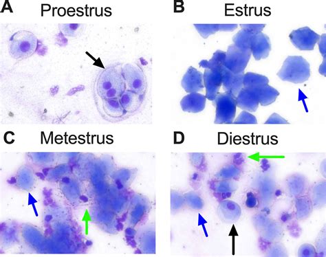 Vaginal Inoculation Of Uropathogenic Escherichia Coli During Estrus