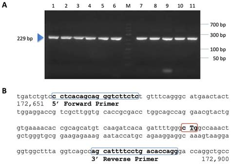 Agarose Gel Electrophoresis Of Pcr Products A Pcr Products From