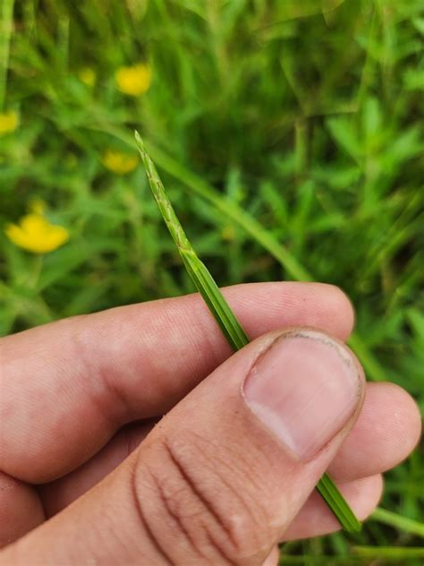 Eleocharis Philippinensis From Miriam Vale Au Ql Au On February