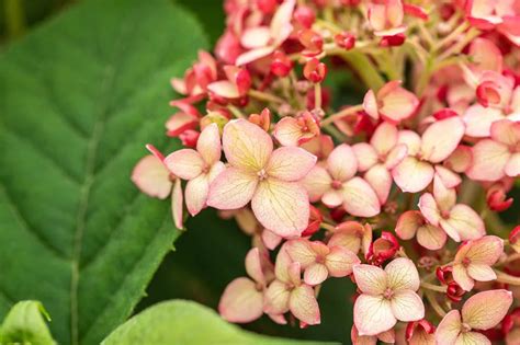 Hydrangea Arborescens Ruby Annabelle Online Kaufen Bei Olerum