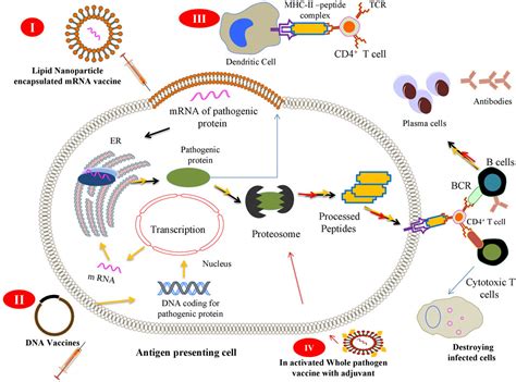 Frontiers Molecular And Clinical Aspects Of Covid Vaccines And