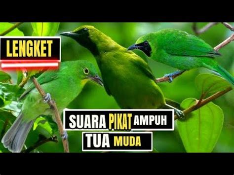 Pikat Cucak Ijo Paling Ampuh Kombinasi Suara Burcil Ribut Aouto