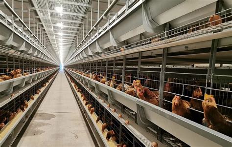 10 Advantages Of Raising Chickens In Battery Cages