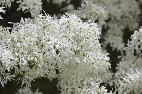 Chinese Fringe Tree Chionanthus Retusus