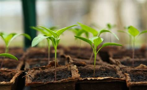 5 Surefire Ways To Choose Healthy Seedlings The Grow Network The