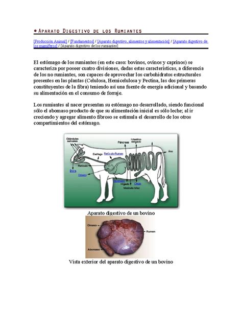 Rumiante El Fisiologia Digestiva Y Nutricion Spanish Edition 3