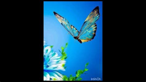 Colourfull Butterflies🦋🦋🦋🦋🦋 Youtube