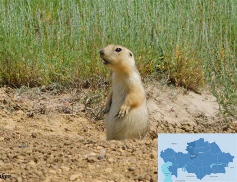 Gophers Come Out Of Hibernation At Naurzum State Nature Reserve To Mark