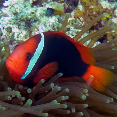 Tomato Clownfish - Critter Republic Dive Center