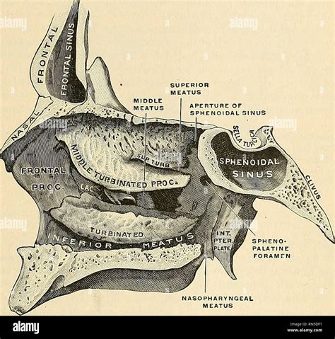 Inferior Nasal Concha: Location, Anatomy, Functions With, 44% OFF