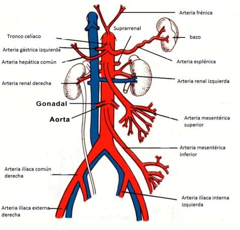 Revisão básica da anatomia do sistema arterial Colunistas Sanarmed