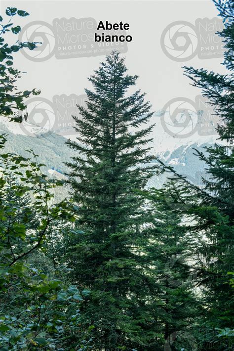 Abies Alba Abete Bianco Albero Abies Alba Abete Bianco Abies