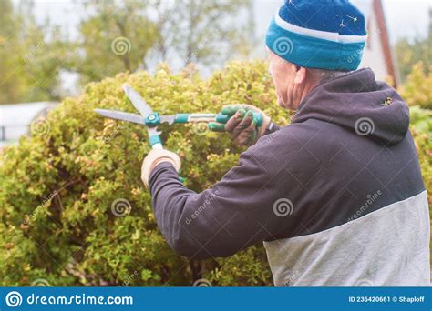 Farmer Hands Make Pruning Of Bushes With Large Garden Shears Stock