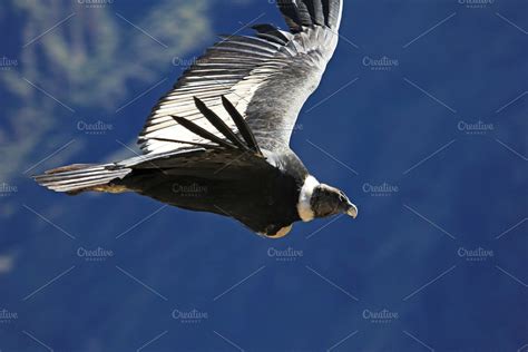 Female andean condor flying close | High-Quality Animal Stock Photos ...