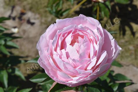 The Mrs Franklin D Roosevelt Peony Adelman Peony Gardens