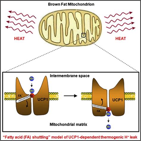 Mechanism of Fatty-Acid-Dependent UCP1 Uncoupling in Brown Fat Mitochondria: Cell