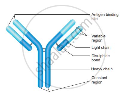 Explain The Structure Of Immunoglobulin With Suitable Diagram