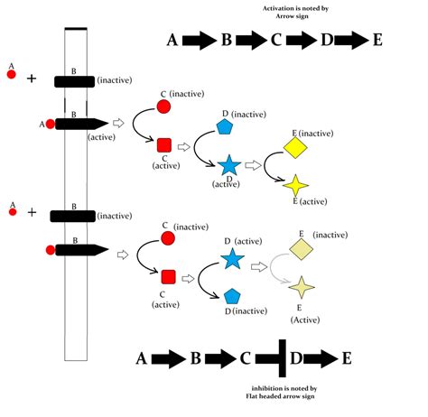 Signal Transduction Pathway Definition Types Functions Examples