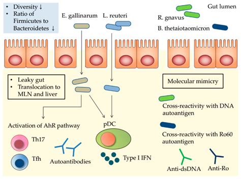 Ijms Free Full Text Recent Advances In Our Understanding Of The