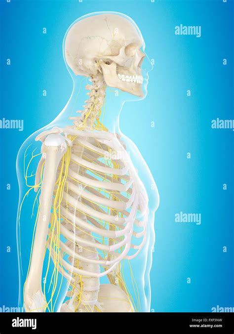 Nervensystem Mensch Seitenansicht Fotos Und Bildmaterial In Hoher
