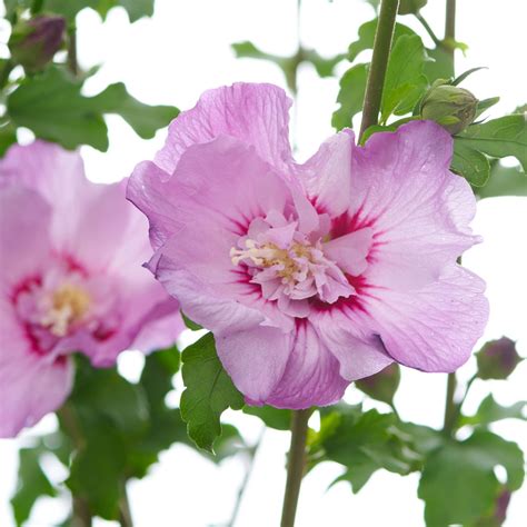 Garteneiibisch Tahiti Hibiscus Syriacus Tahiti Günstig Kaufen