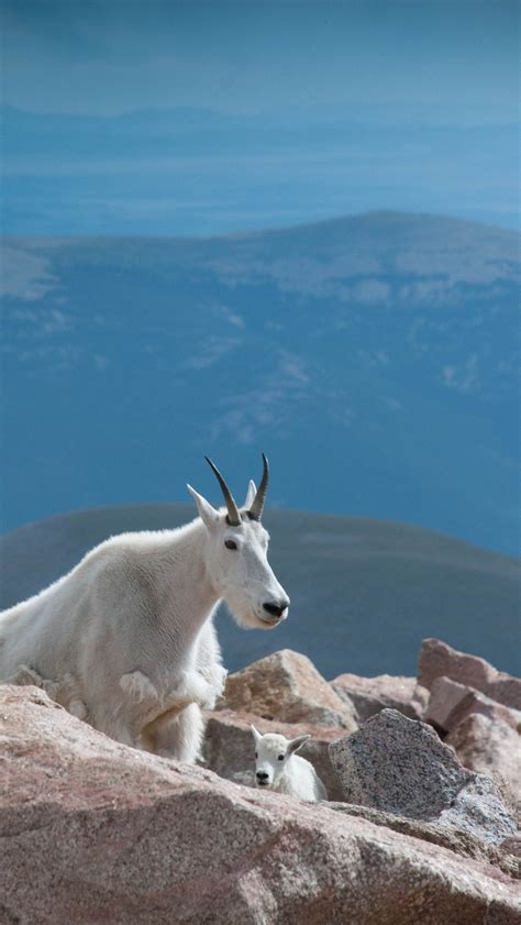 17 Best images about Mountain Goats on Pinterest | National forest ...