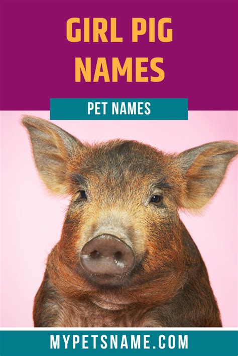 Pig Names 300 Funny Cute Names For Pigs Artofit