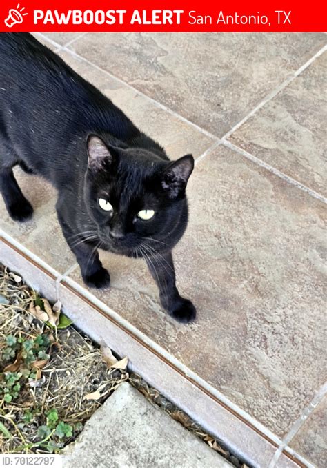 San Antonio Tx Lost Male Cat Wabby Is Missing Pawboost