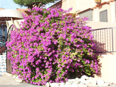 Purple Queen Bougainvillea Plant Library Pahls Market Apple