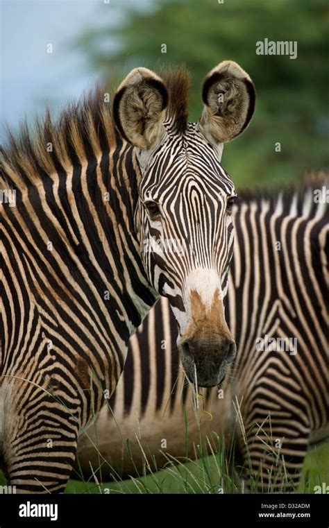 Grevy S Zebra Equus Grevyi Lewa Wildlife Conservancy Laikipia