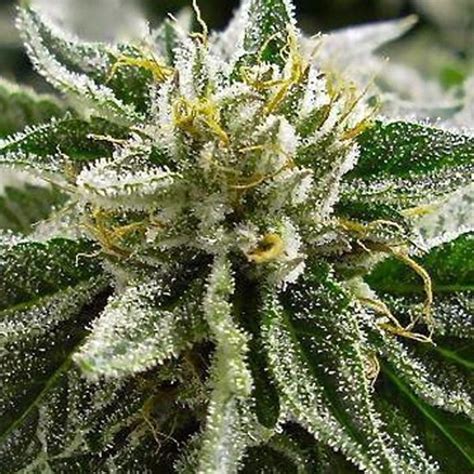 Best Canadian Kush Feminised Cardiff Seed Bank