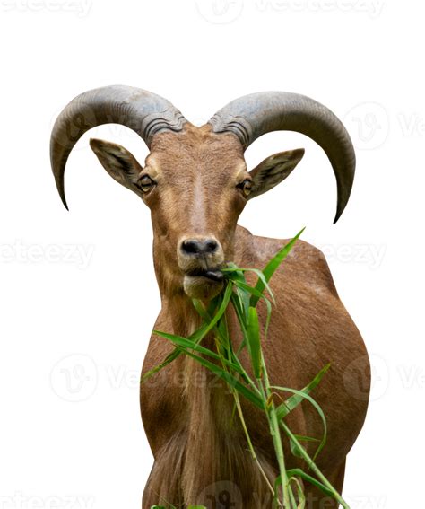 mountain goat eating grass isolated 24806194 PNG