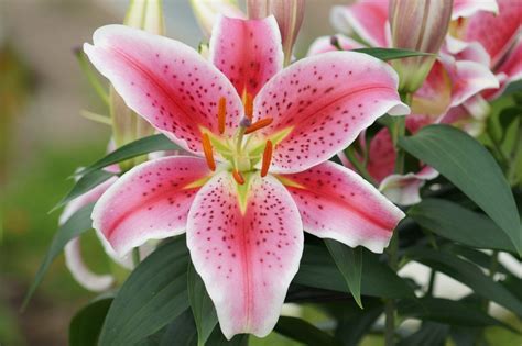 Fleur De Lis Photo Et Image Jardins Nature Images Fotocommunity